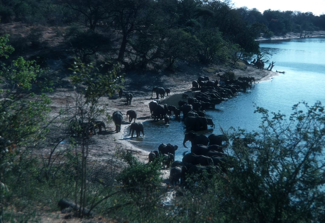 Chobe Game Lodge
